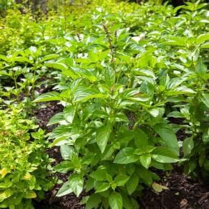 Basilic Citron